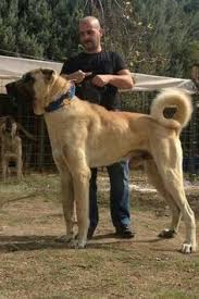Pin By Felix Avellanet On Great Dogs Kangal Dog Dog Breeds Large Dog Breeds