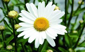 Strauchmargerite Blutenpracht Fur Den Balkon Pflanzen Margeriten Garten Ideen