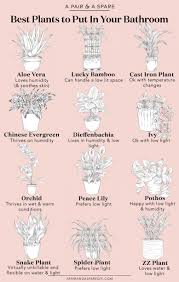 Pin By Yoraya Nydoo On Plants Bathroom Plants Natural Home Decor Cool Plants