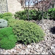 Shop 2 25 Gallon Soft Touch Compact Holly L7165 At Lowes Com Foundation Plants Foundation Plantings Hedges