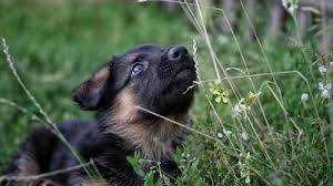 Det går inte själv att avgöra om en algblomning är toxisk utan ett vattenprov. Algblomning Och Hund Symptom Vid Algforgiftning Hos Hund If