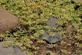 Image result for Glinus