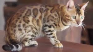 Then visit us at eurocoons maine coon cattery in olathe, ks! The Maine Coon Bengal Mix Maine Coon Expert