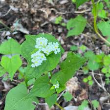 Image result for Polygonaceae