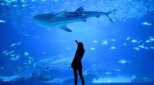 The latest tweets from vancouver aquarium (@vanaqua). World Renowned Vancouver Aquarium Kenmore Air