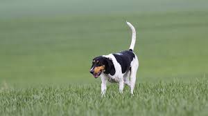 Image result for švycký honič