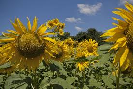 Una pioggia di luce solare cade su di te. Girasole Paesaggio Soleggiato Foto Gratis Su Pixabay