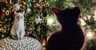 Buy four paws pet deterrent spray. How To Keep Cats And Christmas Trees Safe From Each Other Pet Voice