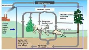 Siklus karbon merupakan siklus biogeokimia yang sangat penting karena menyangkut kehidupan berbagai spesies di dunia. Daur Biogeokimia Pengertian Macam Jenis Dan Contoh