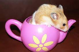 Plus essential advice on food, . Top 10 Low Maintenance Pets For Kids