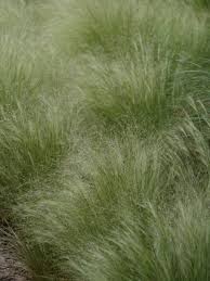 Image result for Stipa