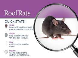 Check spelling or type a new query. Roof Rats Information Habits Habitat More On Roof Rats