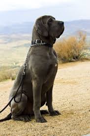 Rottweiler metzgerhund) é uma raça de cães molossos desenvolvida na alemanha. Fila Brasileiro Personalidade Fotos Filhotes Preco E Mais Adoro Pets
