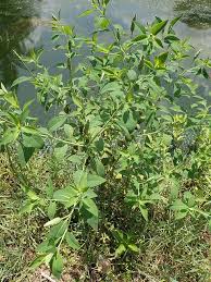 Image result for Sphenocleaceae