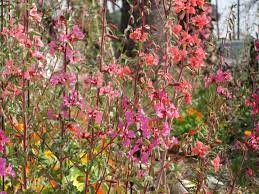 Picture Sundays Name This Flower Garden Inspiration Home Grown Vegetables Homestead Farm