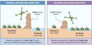 Activation Energy | Bioninja