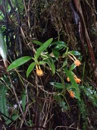 Image result for Brillantaisia madagascariensis