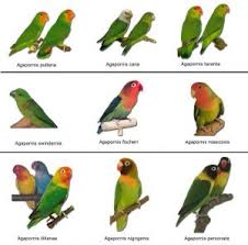 always up to date love birds species chart 2019