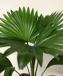 Image result for Livistona