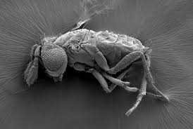 Image result for Trichomanes crispiforme