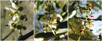 The arbequina olive tree can be grown in the ground in usda zones 8 to 10, and in a pot in zones 4 to 7. Nflorescences Of Olive Tree Olea Europaea L Arbequina Cultivar A Download Scientific Diagram