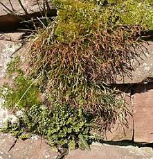 Image result for Asplenium smedsii