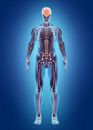 Browse 20,377 human nervous system stock photos and images available, or search for human nervous system anatomy to find more great stock photos and pictures. Visual Guide To Your Nervous System Retiree News