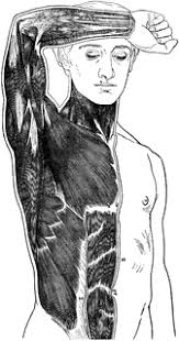 Muscles of the chest abdomen. Muscles Of The Chest And Abdomen Clipart Etc