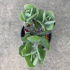 Image result for Caputia