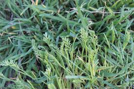 Image result for Urochloa dura