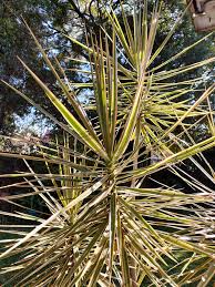 Image result for Sphenostylis marginata