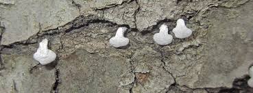 Image result for Polyporus pendulus