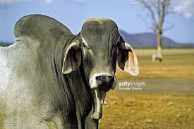 There is no distinct breed of red brahman. Brahman Bull Near Rockhampton Queensland Australia Brahman Rockhampton Brahma Bull