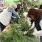 Winter Wreath Making with Sukey Rankin event image
