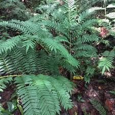 Image result for Ptisana