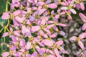 Image result for Congea