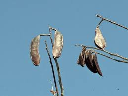 Check spelling or type a new query. Gymnocladus Dioicus Kentucky Coffee Tree Go Botany