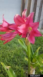 Image result for Crinum harmsii