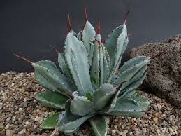 These tall, thin cacti can produce large, white flowers that may grow up to 6 inches wide and will bloom only at night. Agave Potatorum Cubic World Of Succulents Succulents Planting Succulents Cacti And Succulents