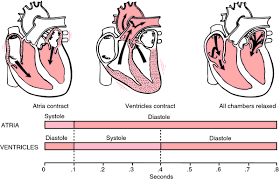 Succinic Acid Definition Of Succinic Acid By Medical