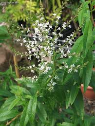 Image result for Aloysia citrodora