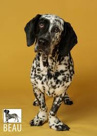We did not find results for: 15 Super Spotty Dalmatian Cross Breeds