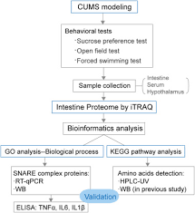 Proteomic Analysis Of The Intestine Reveals Snare Mediated