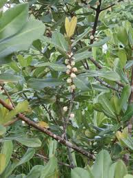 Image result for Rapanea