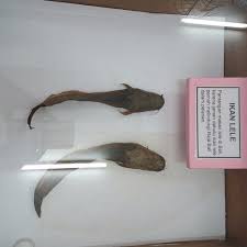 We would like to show you a description here but the site won't allow us. What To Do And See In Surabaya Java The Best Museums