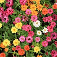 Check spelling or type a new query. Zinnia Flower Garden Seeds Profusion Series Mix 100 Seeds Annual Flower Gardening Seed Zinnia Hybrida Walmart Com Zinnia Flowers Zinnias Summer Flowers Garden