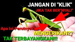 Check spelling or type a new query. Ngeri Bikin Merinding Tiba Tiba Muncul Monster Cacing Sangat Mengerikan Dari Perutnya Youtube