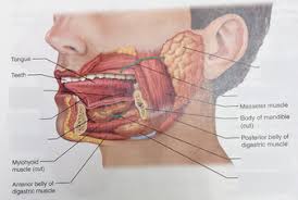 The mouth also plays a major role in the production of speech through the movements of the tongue, lips and cheeks. Full Mouth Anatomy Diagram Diagram Quizlet