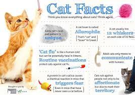 Writing An Admission Essay Is Easier Said Than Done It Becomes All The More Difficult When You Struggle With Writing Persuasiv Cat Facts Text Cat Facts Cats