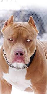 pitbul kopek dog wallpaper pitbull dog pitbull terrier